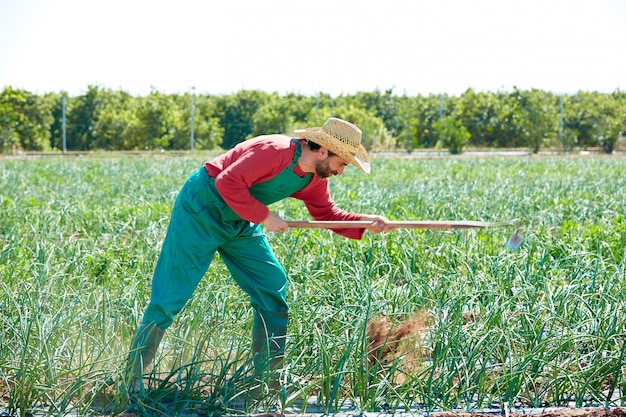 Landwirtmann, der im Zwiebelobstgarten mit Hacke arbeitet