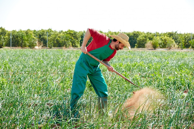 Landwirtmann, der im Zwiebelobstgarten mit Hacke arbeitet