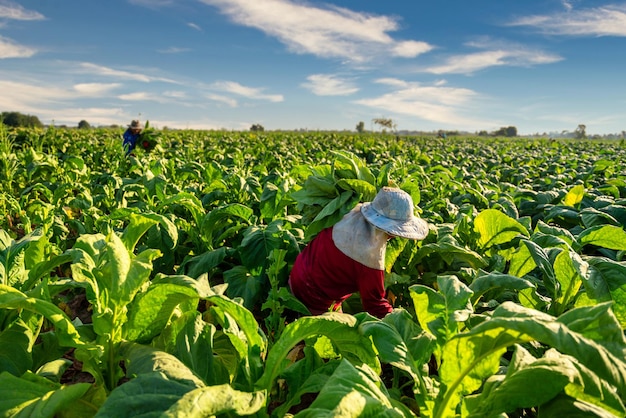 Landwirtschaft, Bauernernte von Tabakblättern in der Erntezeit auf dem Feld. Tabakindustrie.
