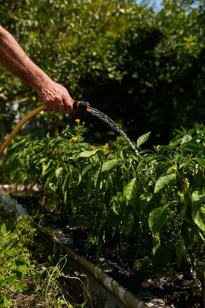 Landwirtschaft Ein Bauer gießt Wasser aus einem Schlauch mit Gemüse im Garten