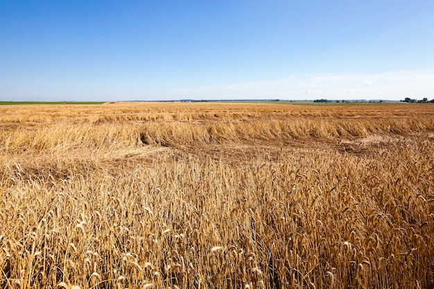 Landwirtschaft - ein landwirtschaftliches Feld, auf dem Getreide (Weizen) geerntet wird