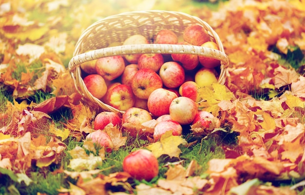 Landwirtschaft, Gartenarbeit, Ernte und Menschen - Konzept - Korb mit reifen roten Äpfeln im Herbstgarten