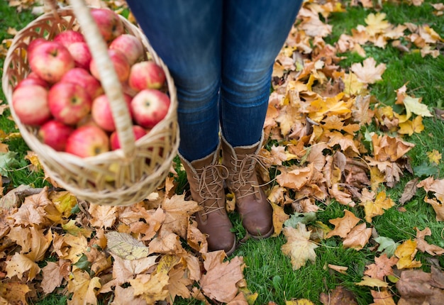 Landwirtschaft, Gartenarbeit, Ernte und Menschenkonzept - Frau hält einen Korb mit Äpfeln im Herbstgarten