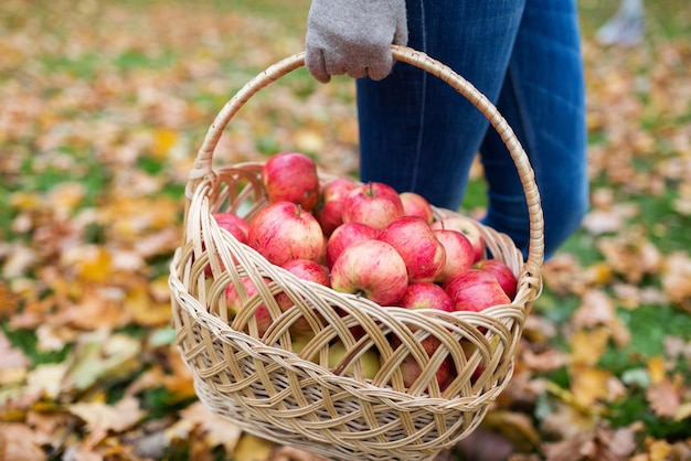 Landwirtschaft, Gartenarbeit, Ernte und Menschenkonzept - Frau hält einen Korb mit Äpfeln im Herbstgarten