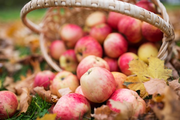 Landwirtschaft, Gartenarbeit, Ernte und Menschenkonzept - Nahaufnahme eines Weidenkorbs mit reifen roten Äpfeln im Herbstgarten