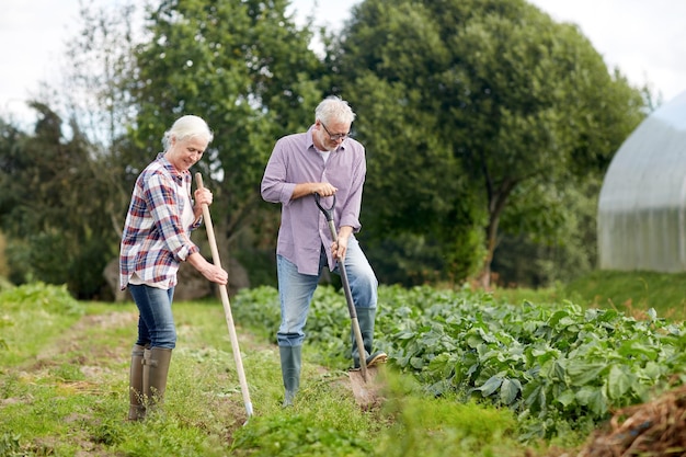 Landwirtschaft, Gartenarbeit, Landwirtschaft und Menschenkonzept - älteres Paar mit Schaufeln im Garten oder auf dem Bauernhof