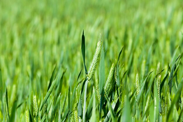 Landwirtschaft Getreide Frühling