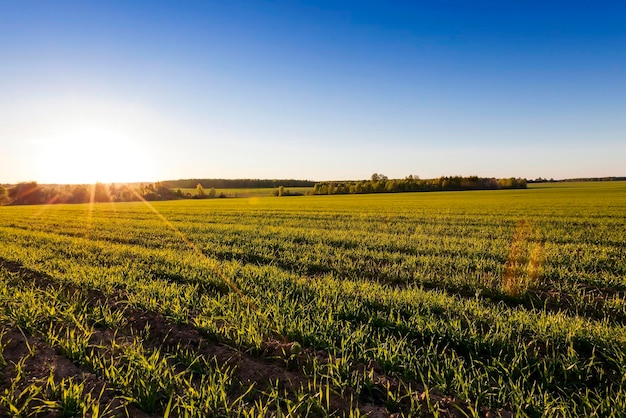 Landwirtschaft Getreide Frühling