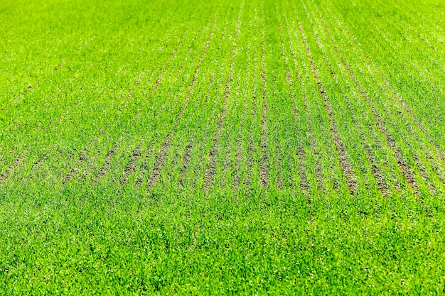 Landwirtschaft Getreide Frühling