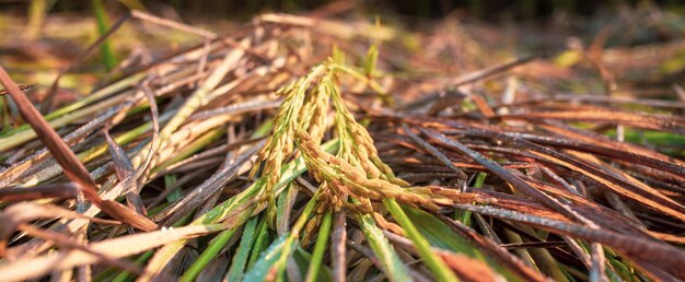 Landwirtschaft goldgelbe Reisohren, die in einem Reisfeld für die Ernte von Paddy-Plantagen wachsen