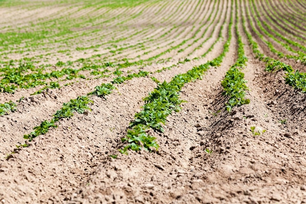 Landwirtschaft Grüne Kartoffeln