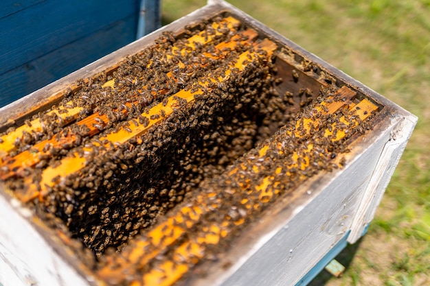 Landwirtschaft Honigzucht Professioneller Imker im Bienenanzug