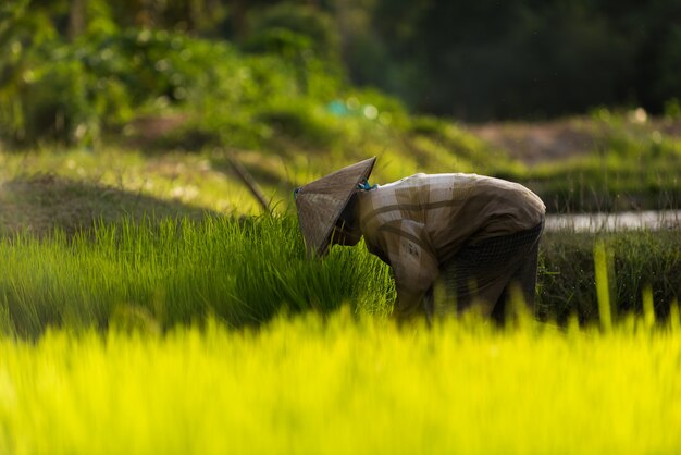 Landwirtschaft in Reisfeldern