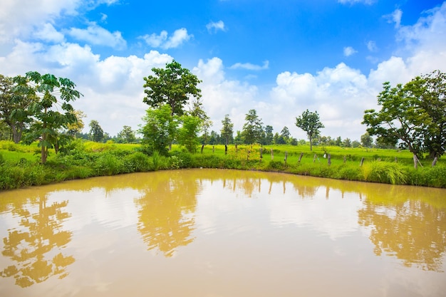 Landwirtschaft ländliches Leben mit Teichen für den Reisanbau Grüne junge Reispflanzen wachsen im Reisfeld Landwirtschaftliches Lifestyle-Konzept von Thailand