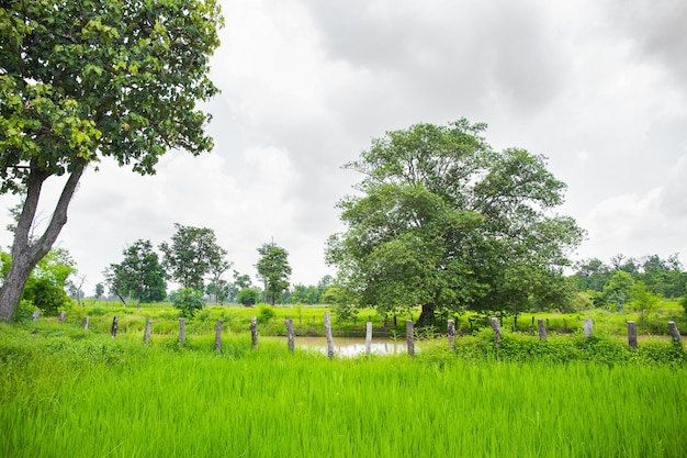 Landwirtschaft ländliches Leben mit Teichen für den Reisanbau Grüne junge Reispflanzen wachsen im Reisfeld Landwirtschaftliches Lifestyle-Konzept von Thailand