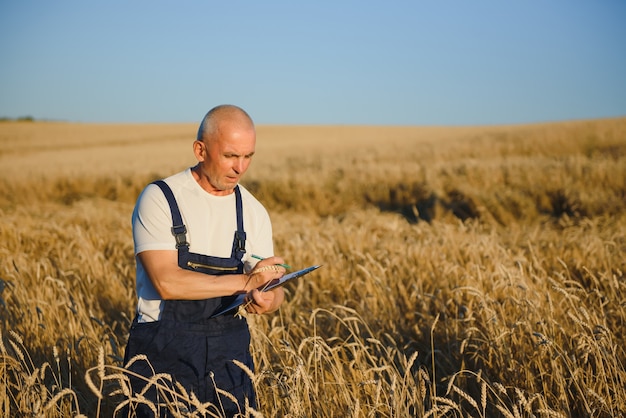 Landwirtschaft, Landwirt oder Agronom prüfen die Qualität des Weizens auf dem Feld