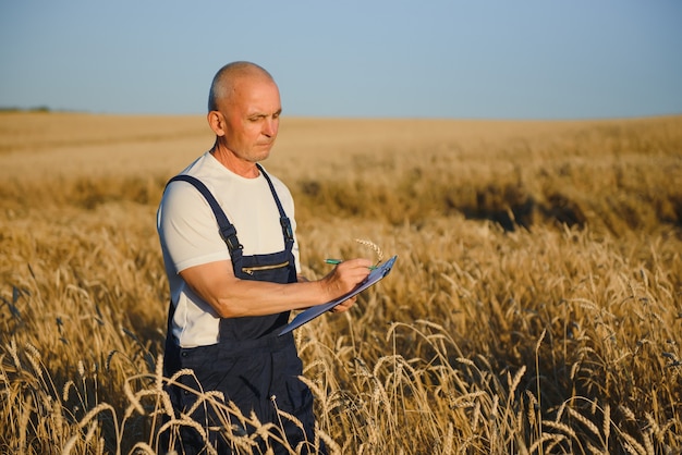 Landwirtschaft, Landwirt oder Agronom prüfen die Qualität des Weizens auf dem Feld