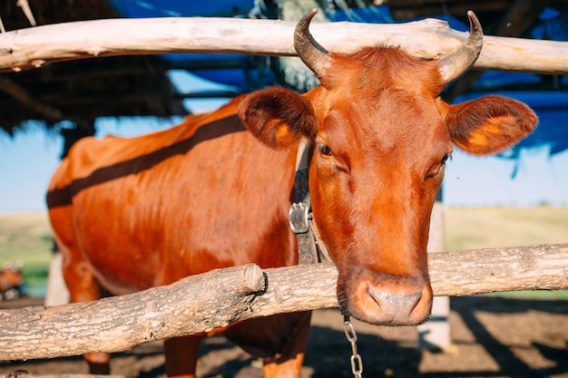 Landwirtschaft, Landwirtschaft und Tierhaltung Konzept. Kuhherde im Kuhstall auf Milchviehbetrieb
