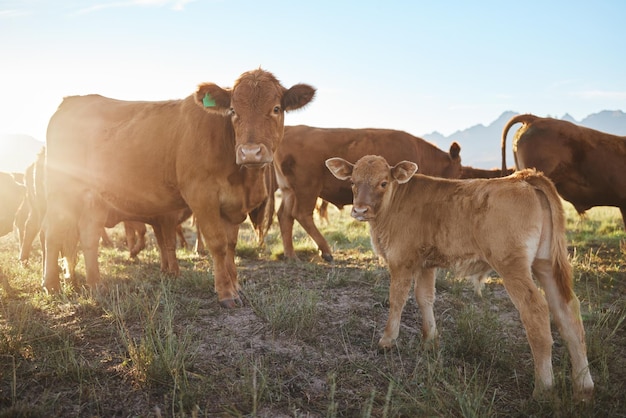 Landwirtschaft nachhaltig und Kühe auf einer Viehfarm für ein Industriekleinunternehmen in der Natur Umweltfreundliche Nachhaltigkeit und Agro-Feld mit Tieren, die Gras auf dem Land weiden oder fressen