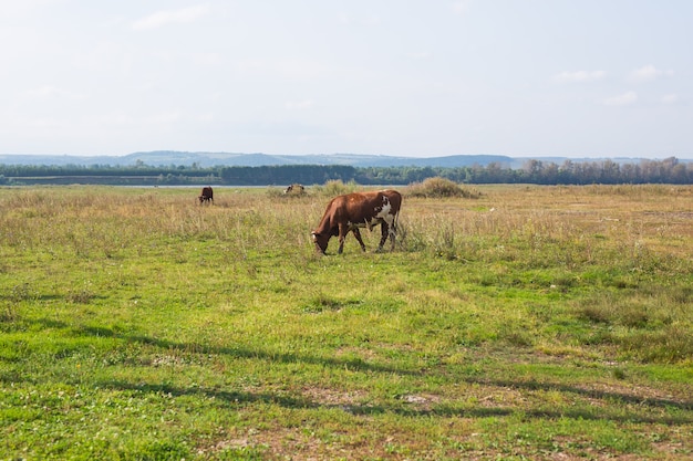 Landwirtschaft, Schafe weiden auf einer Wiese, ein Hirte weidet Schafe