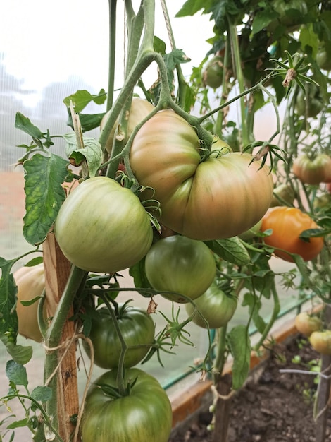 Landwirtschaft Tomaten Tomatenfrüchte auf einem Ast in Gewächshäusern im Garten Gartenpflanzen