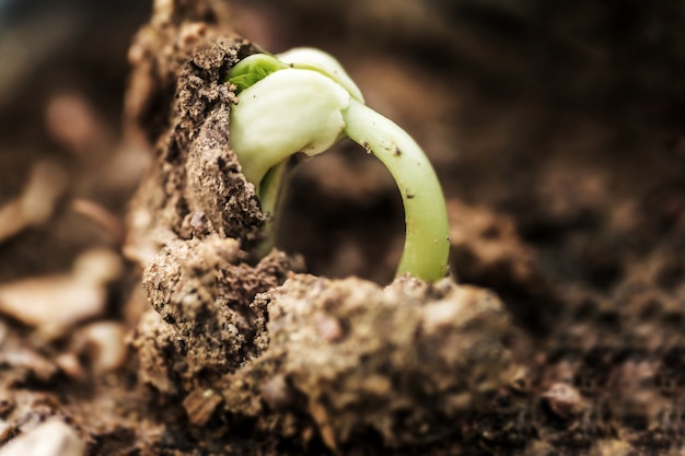 Landwirtschaft und Säenpflanze