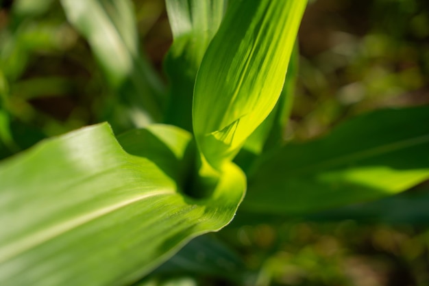 Landwirtschaft von frischen grünen Maissprossen im Maisboden im Frühling auf dem Feld