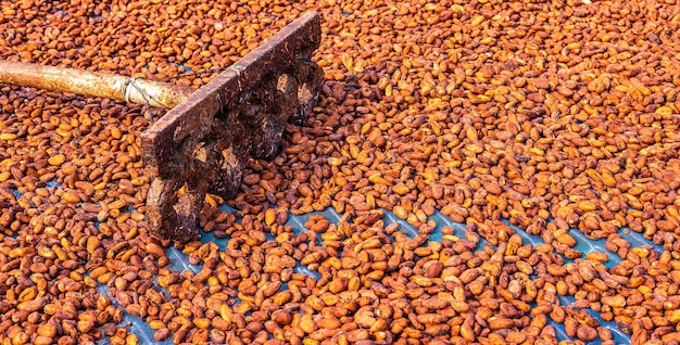Landwirtschaft von kakaobraunen Bio-Kakaobohnen, die auf einer Kakaofarm sonnengetrocknet werden Verfahren für Schokolade
