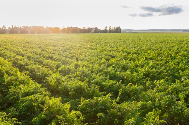 Landwirtschaft von Weißrussland, Karottenfeld im Sommer, Pflanzenreihen, Sonnenuntergangszeit