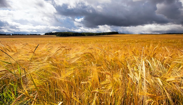 Landwirtschaft