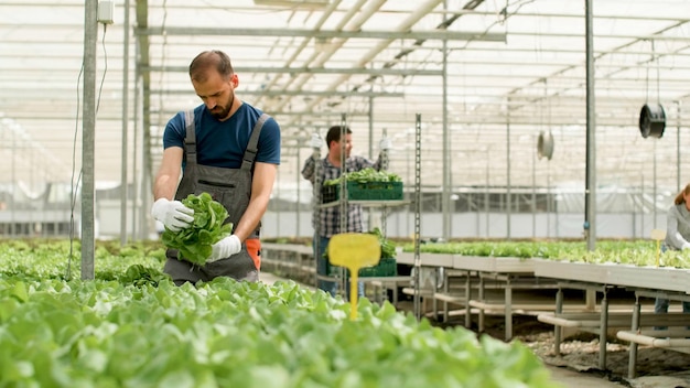 Landwirtschaftliche Agronomen überprüfen kultivierten frischen Salat vor der Lieferung an den Kunden als agronomische Produktion mit hydroponischen Systemen. Bauernteam, das im Gemüsegewächshaus arbeitet Konzept der Landwirtschaft