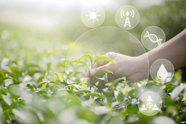 Landwirtschaftliche Anbautätigkeit unter Verwendung von Technologieanwendungen für Smart-Farm-Systeme