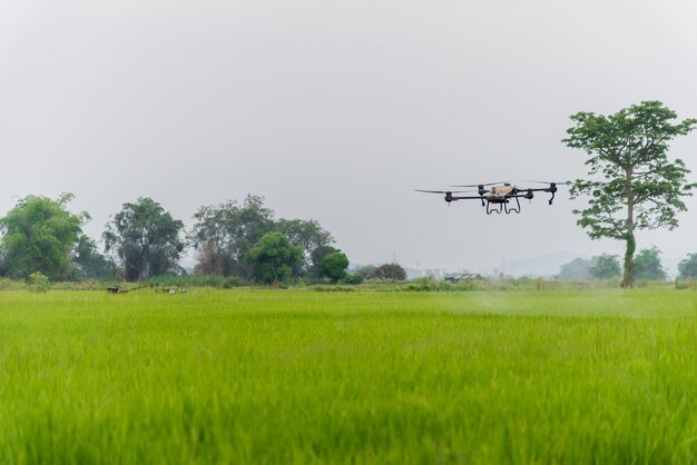 Landwirtschaftliche Drohnen versprühen Dünger in Reisfeldern. Intelligentes Farmkonzept