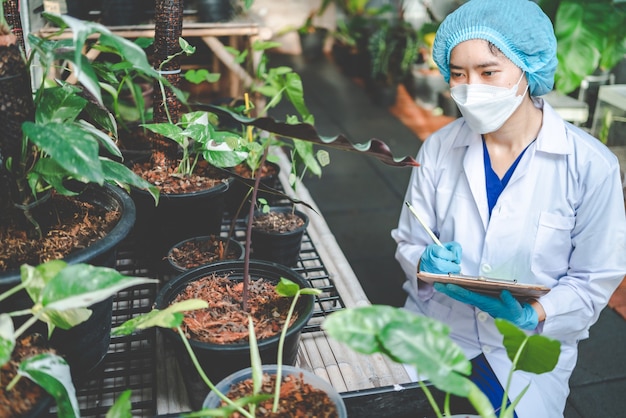 Landwirtschaftliche Gartenpflanze im modernen Gewächshaus, Naturblume im Bauernhof, Gemüseblattplantage für Bio-Lebensmittel, Botanik-Gartenbau-Kulturindustrie, Samenwachstum mit Sonnenlichtumgebung