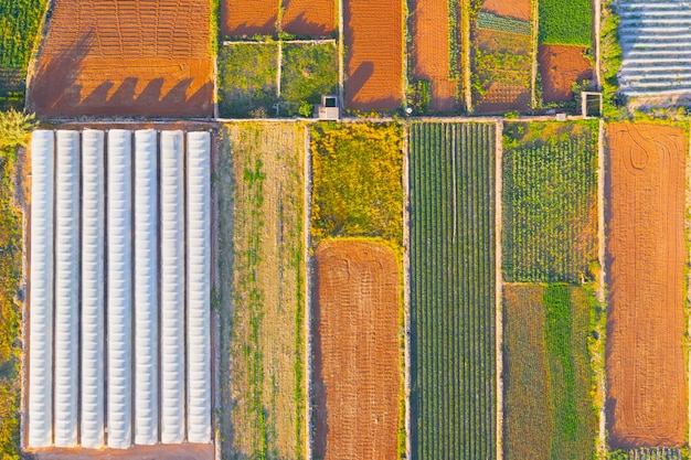 Landwirtschaftliche Luftlandschaft, durch Pflanzenbüsche getrennte Felder und neben dem Gewächshaus.