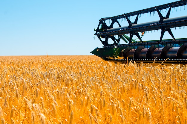 Landwirtschaftliche Maschinerie sammelt gelbe Weizenernte auf dem offenen Gebiet an einem sonnigen hellen Tag