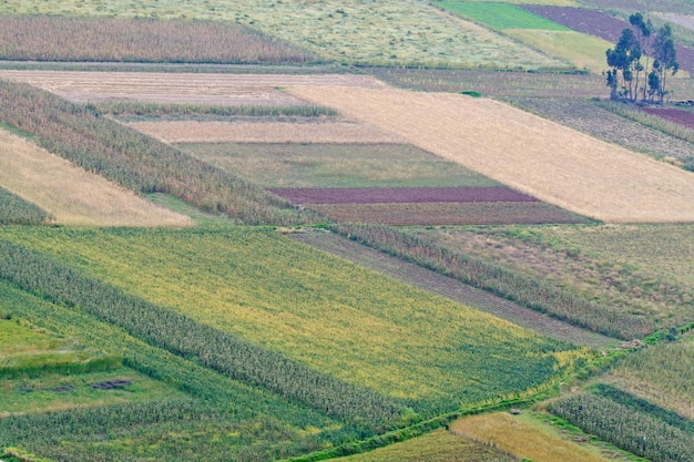 Landwirtschaftliche Nutzpflanzen