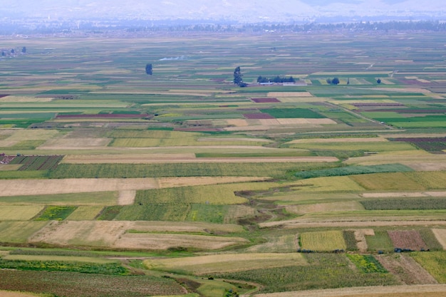 Landwirtschaftliche Nutzpflanzen