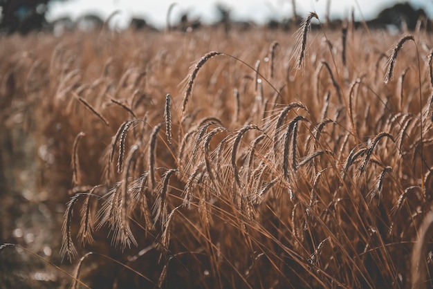 Landwirtschaftliche Produktion von Weizen Pampas Argentinien