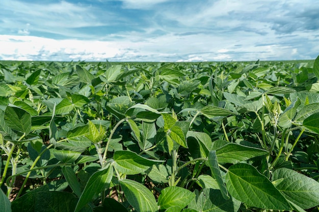 Landwirtschaftliche Sojaplantage am blauen Himmel - Grün wachsende Sojabohnenpflanze gegen Sonnenlicht.