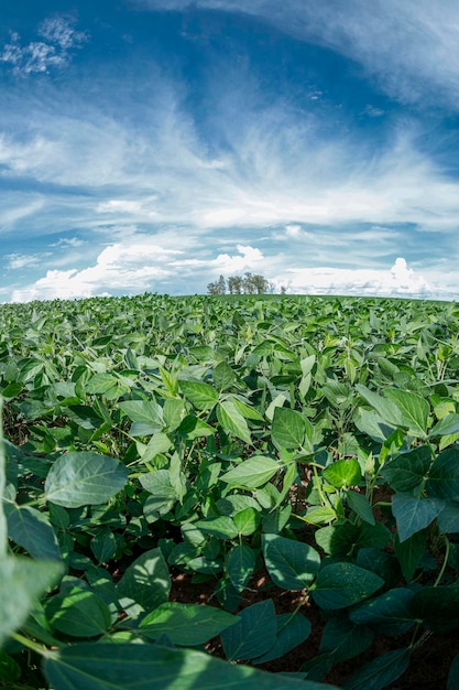 Landwirtschaftliche Sojaplantage am blauen Himmel - Grün wachsende Sojabohnenpflanze gegen Sonnenlicht.