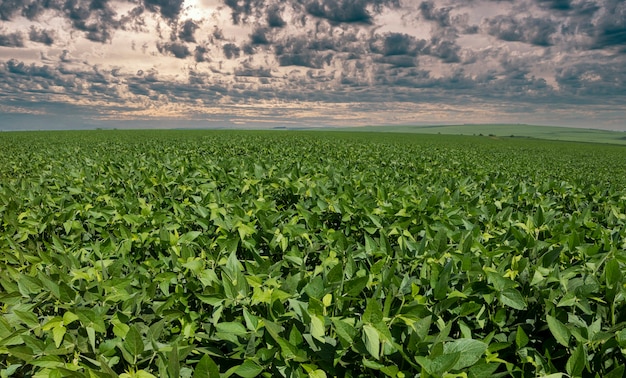 Foto landwirtschaftliche sojaplantage am sonnigen tag