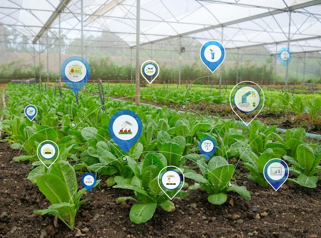 Landwirtschaftliche Technologie mit digitaler Schnittstelle auf einer Salatfarm