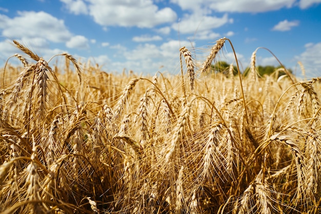 Landwirtschaftlicher Bereich. Reife Ähren auf dem Hintergrund des Sonnenuntergangs. Das Konzept einer reichen Ernte