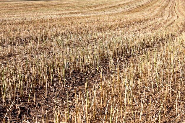 Landwirtschaftlicher Bereich