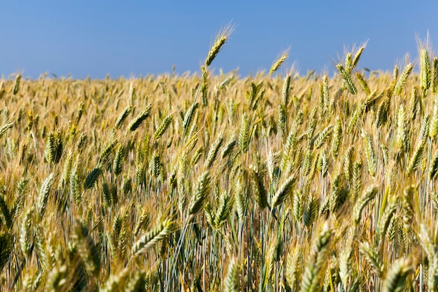 Landwirtschaftlicher Bereich