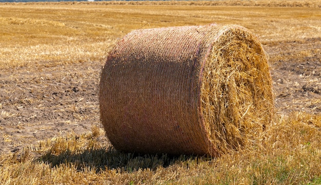 Foto landwirtschaftlicher bereich