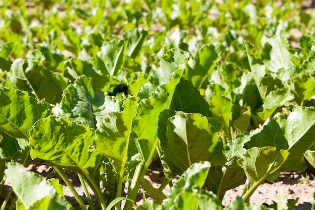 Landwirtschaftlicher Bereich