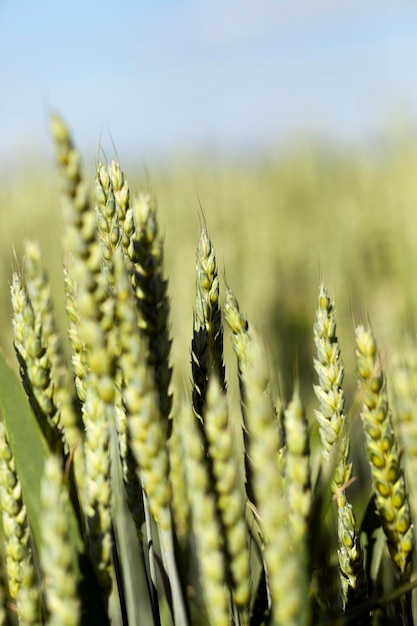 Landwirtschaftlicher Feldweizen