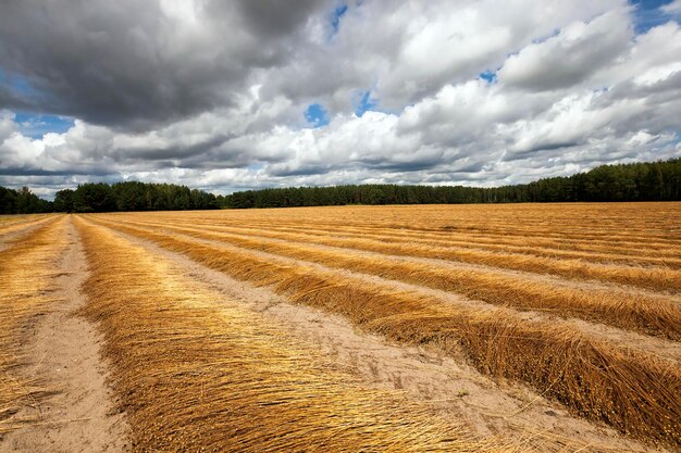 Landwirtschaftlicher Flachs